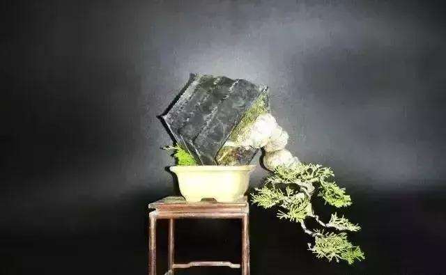 怎么用逆向思维制作系鱼川真柏盆景