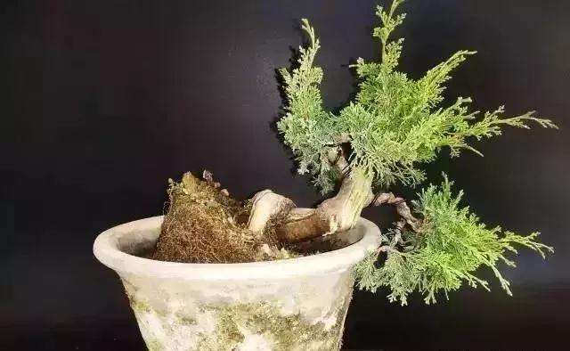 怎么用逆向思维制作系鱼川真柏盆景