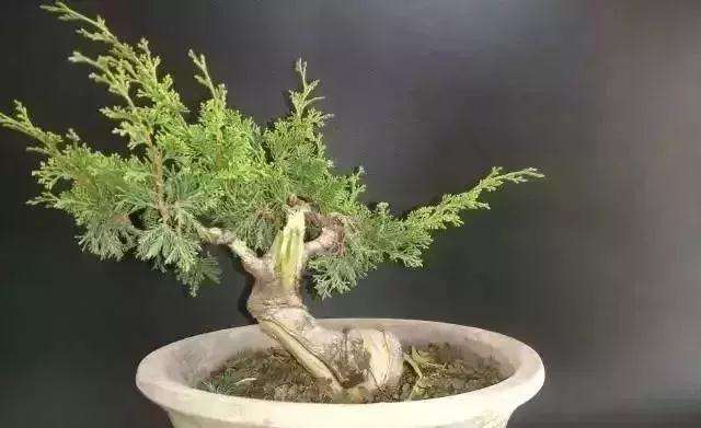 怎么用逆向思维制作系鱼川真柏盆景