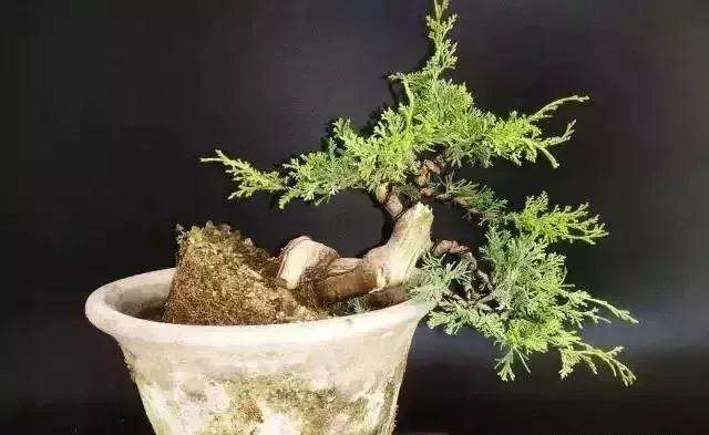 怎么用逆向思维制作系鱼川真柏盆景