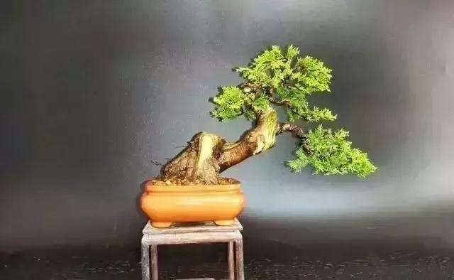 怎么用逆向思维制作系鱼川真柏盆景