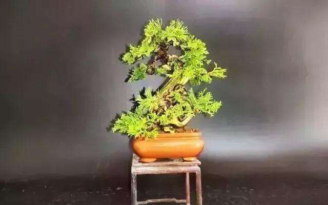 怎么用逆向思维制作系鱼川真柏盆景