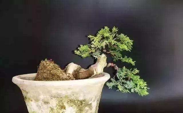 怎么用逆向思维制作系鱼川真柏盆景