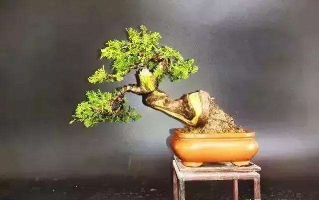 怎么用逆向思维制作系鱼川真柏盆景