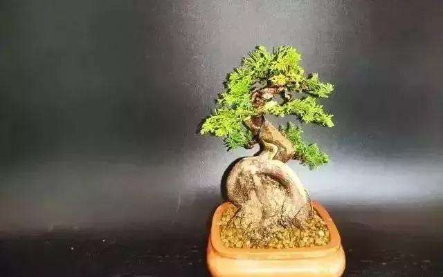 怎么用逆向思维制作系鱼川真柏盆景