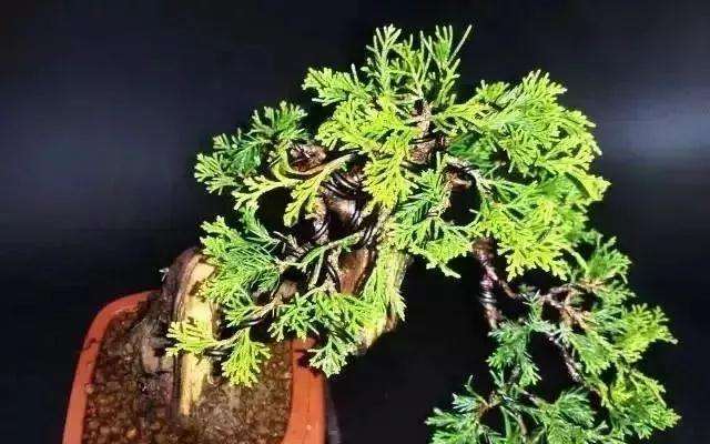 怎么用逆向思维制作系鱼川真柏盆景