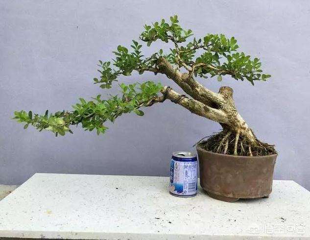 黄杨盆景怎么修剪与造型的方法