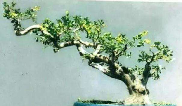 黄杨盆景怎么选盆上盆的方法