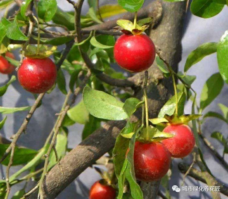 施肥烧苗掉光叶的金弹子盆景怎么办