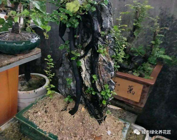 施肥烧苗掉光叶的金弹子盆景怎么办