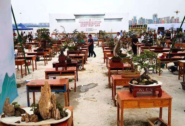 河南首届盆景艺术大师作品展亮相驻马店