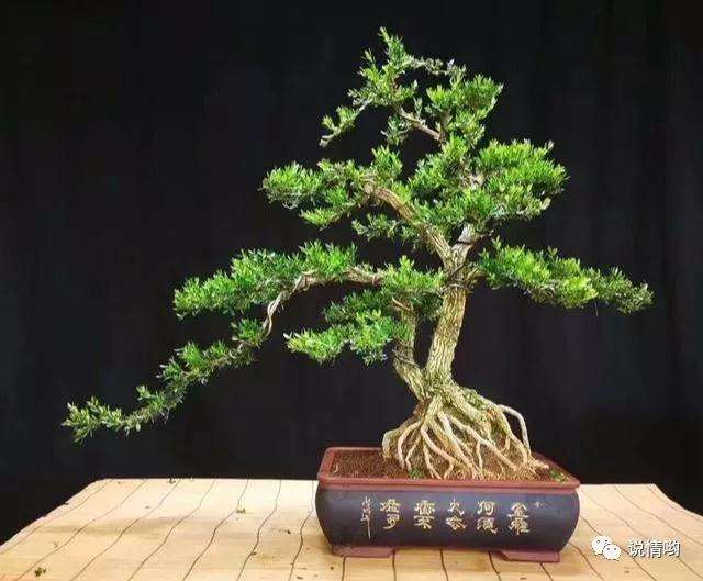 黄杨盆景怎么施肥浇水的方法