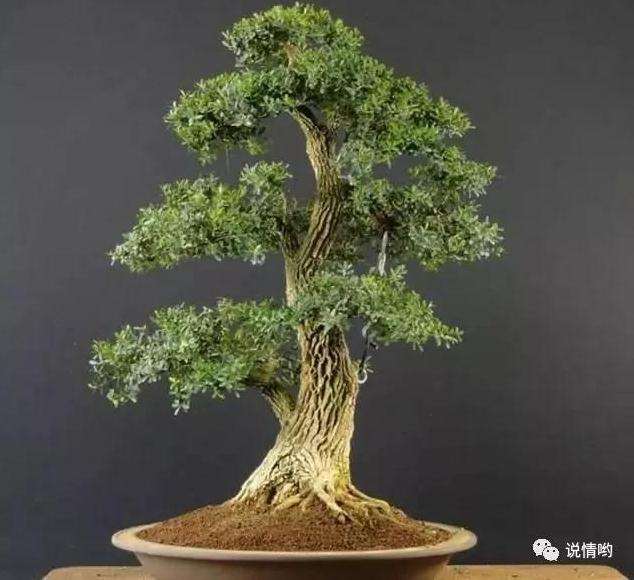 黄杨盆景怎么施肥浇水的方法