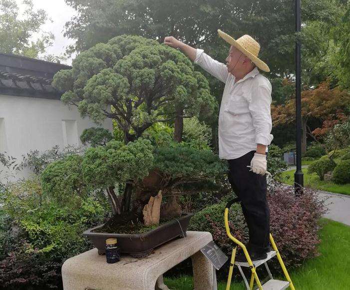 秋季树桩盆景怎么修剪管理的方法