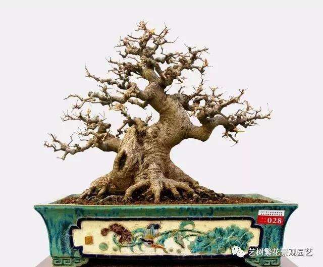 盆景创作之枝托大小比例和起托的位置