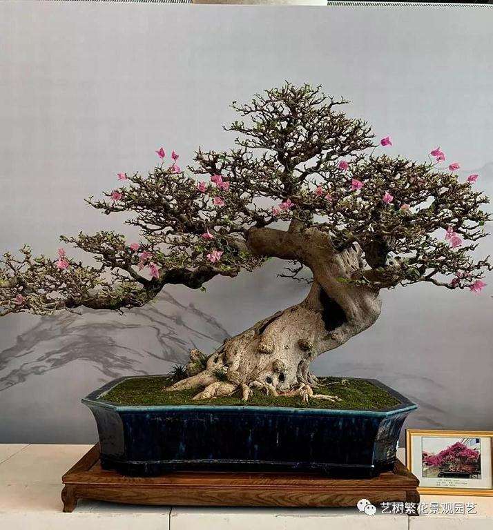 盆景创作之枝托大小比例和起托的位置