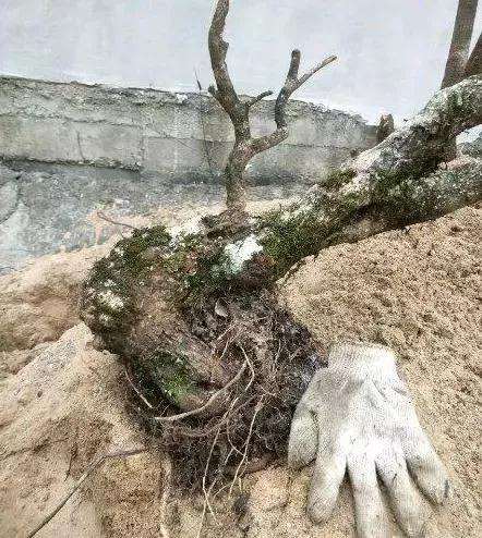 在野外怎样挖掘盆景老桩的方法