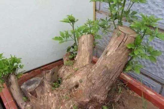 在野外怎样挖掘盆景老桩的方法