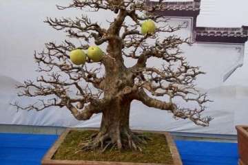 稳定老顾客 挖掘新的盆景消费者 不断扩大盆景消费者