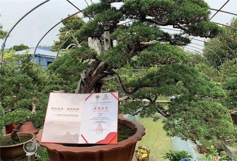 如东一村民捧回国际盆景竞赛金奖