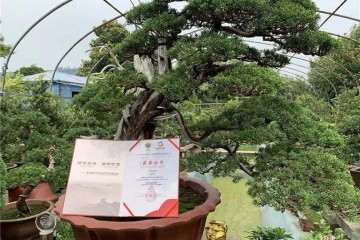 如东一村民捧回国际盆景竞赛金奖
