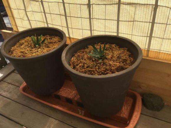 北京罗汉松盆景怎么配土养护