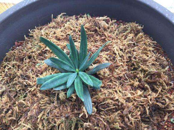 北京罗汉松盆景怎么配土养护