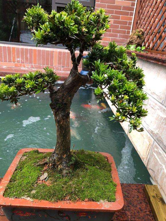 罗汉松盆景叶子超级大怎么处理呀