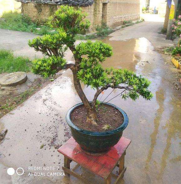 两盆罗汉松盆景价格2000元 是不是很贵