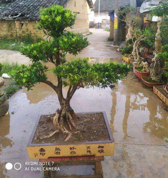 两盆罗汉松盆景价格2000元 是不是很贵