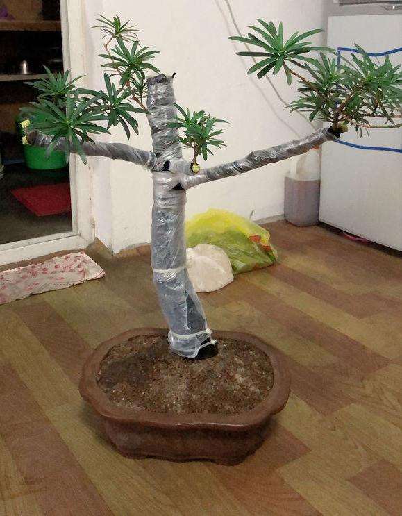 两盆罗汉松盆景价格2000元 是不是很贵