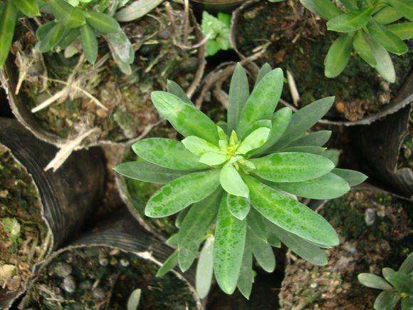 扦插与栽培大理罗汉松盆景的方法