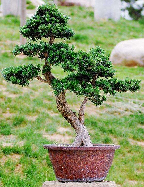 如何鉴别大理罗汉松盆景的方法