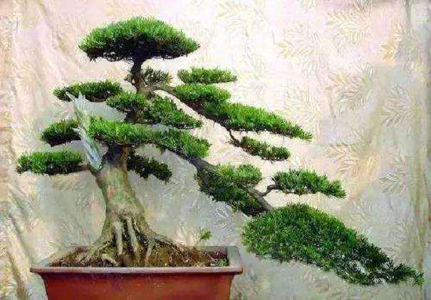 关于罗汉松盆景小苗叶宽现象