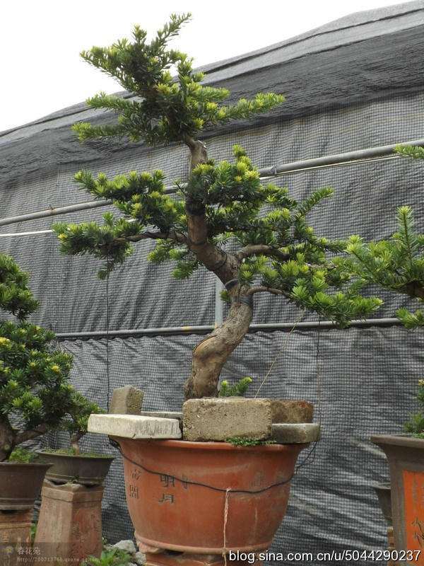 广东的罗汉松盆景