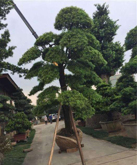 罗汉盆景松造型树价格
