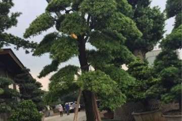 10公分的罗汉盆景松造型树价格 多少钱