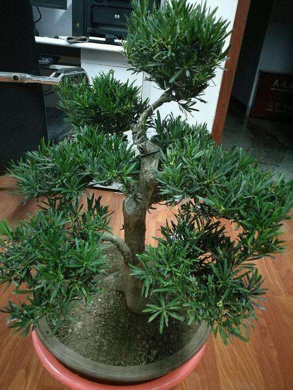 罗汉松盆景叶子发黄掉叶子