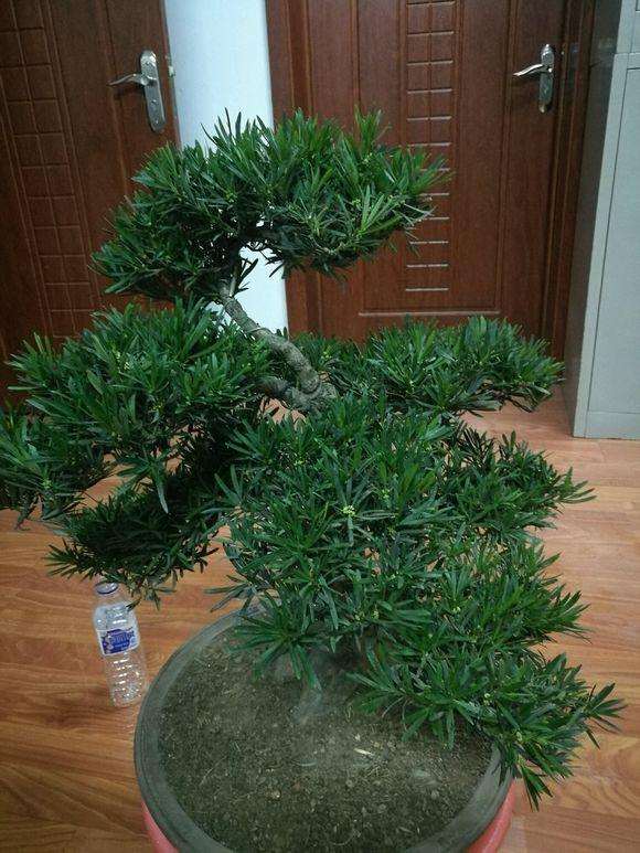 罗汉松盆景叶子发黄掉叶子