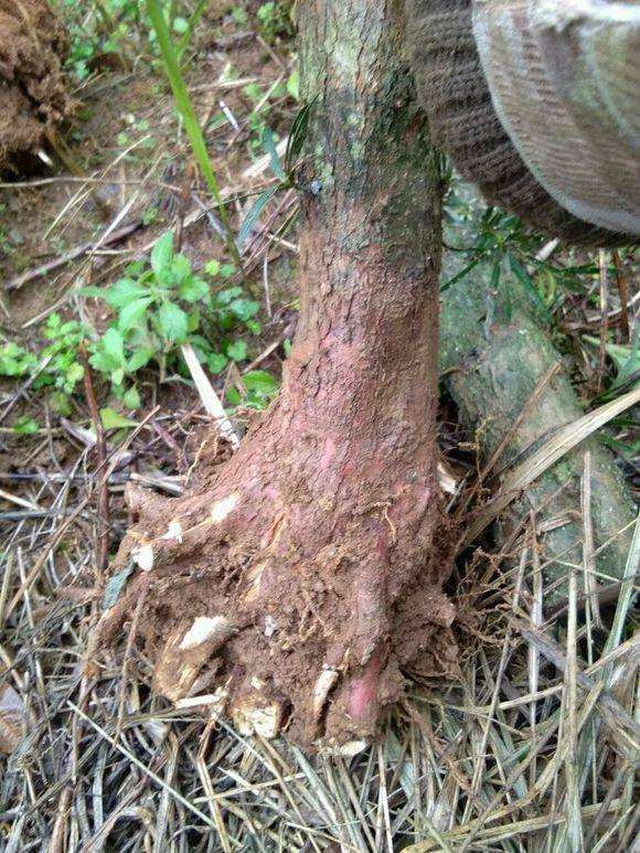 我的罗汉松盆景还能栽成活吗