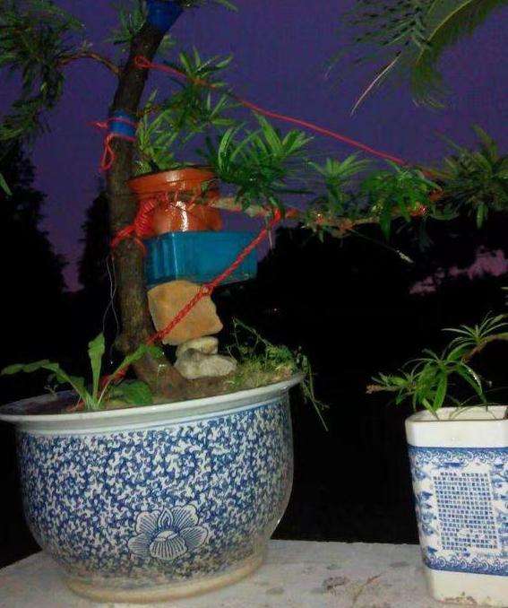 罗汉松盆景缺枝 靠接能活吗