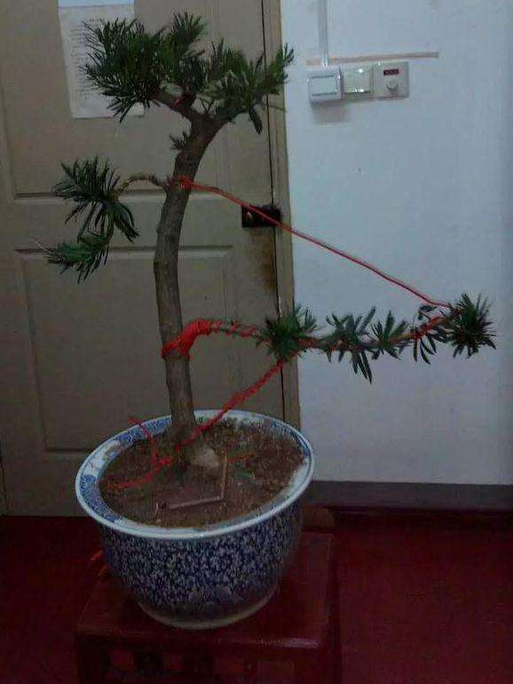 罗汉松盆景缺枝 靠接能活吗