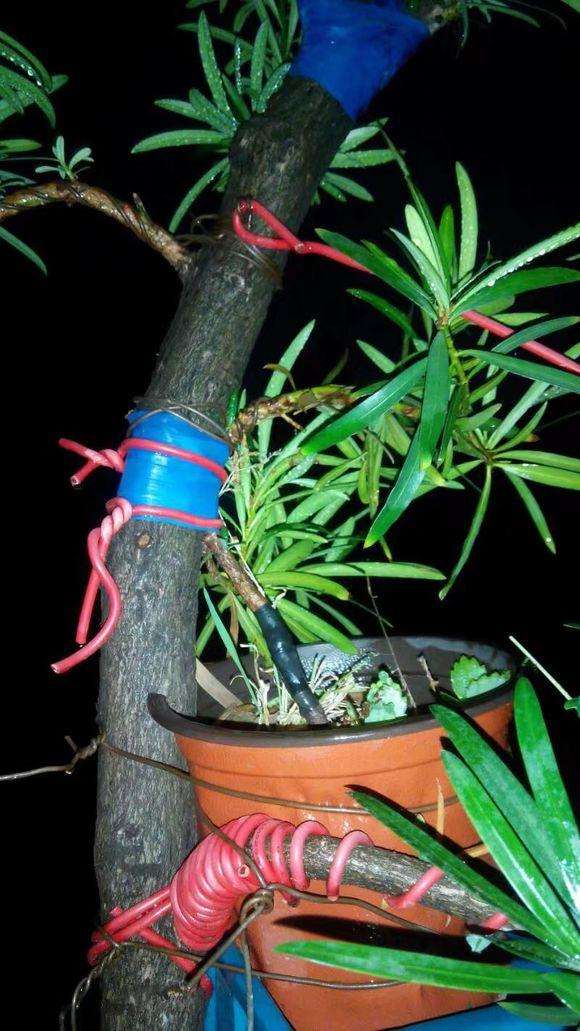 罗汉松盆景缺枝 靠接能活吗