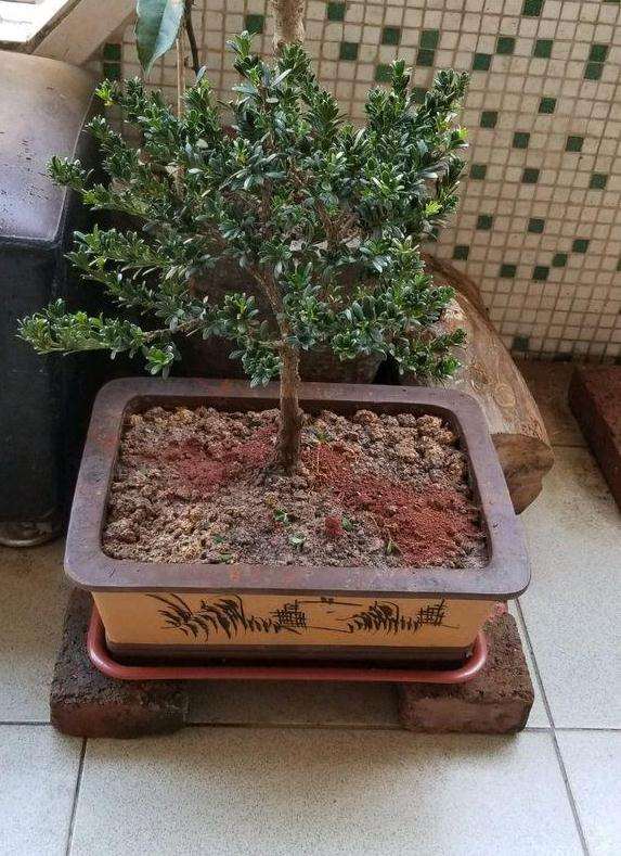 雀舌罗汉松盆景到底怕不怕晒