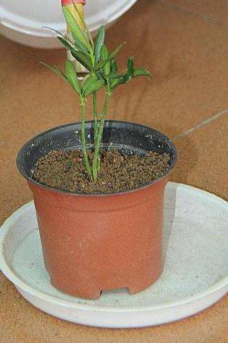 罗汉松盆景的须根和种植坑怎么处理