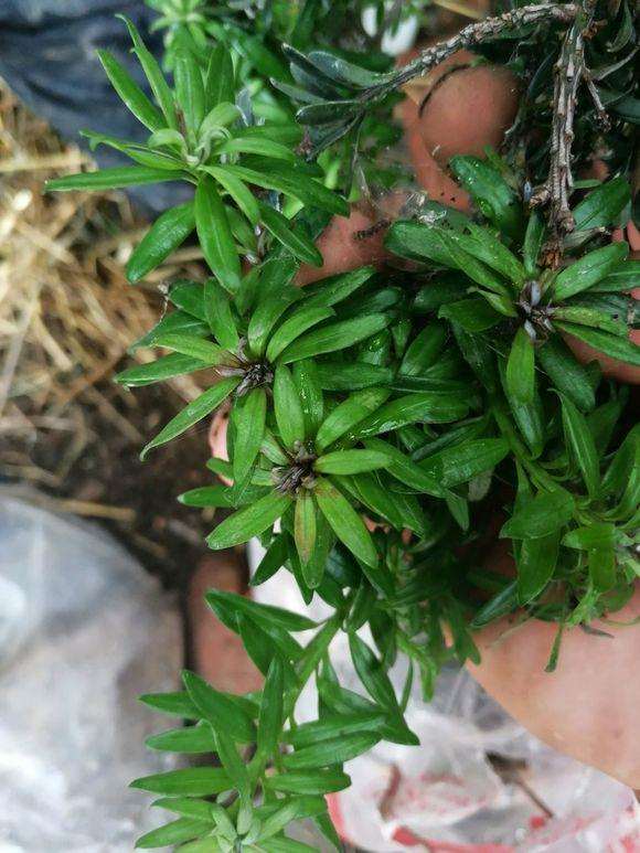 小叶罗汉松盆景发芽出现这种情况 怎么办