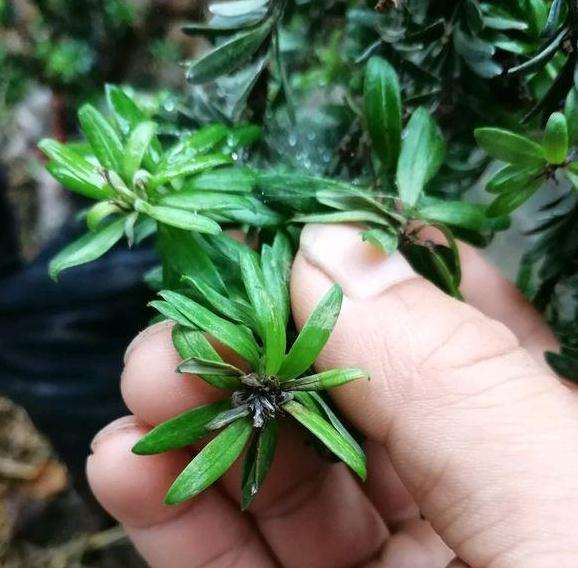 小叶罗汉松盆景发芽出现这种情况 怎么办