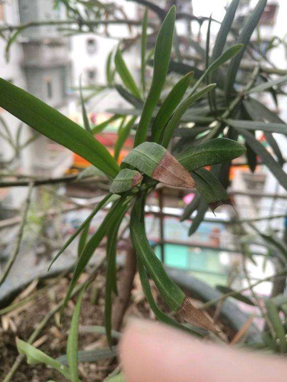 罗汉松盆景最近开始掉叶子发黄 怎么办