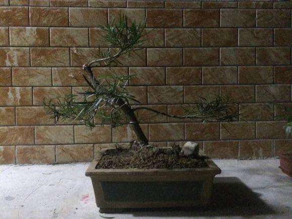 罗汉松盆景最近开始掉叶子发黄 怎么办