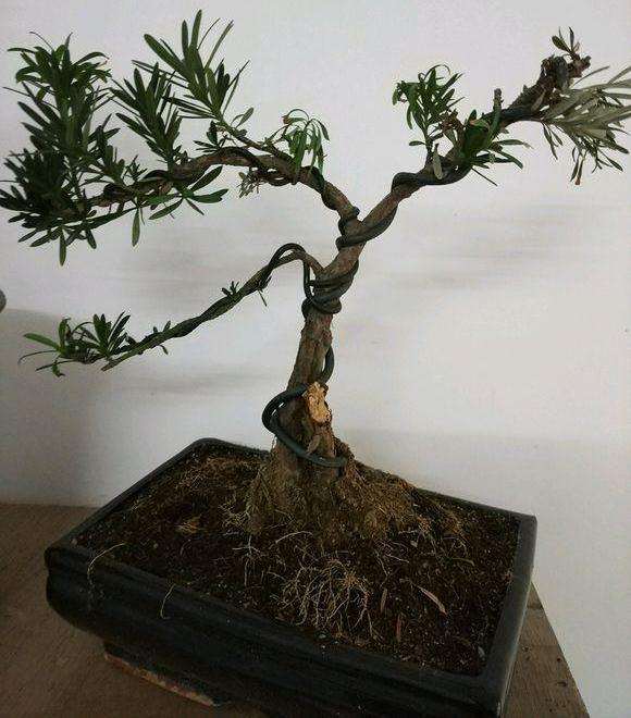 罗汉松盆景感觉快死了怎么救活